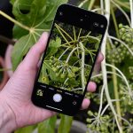 Best smartphones for macro | Amateur Photographer